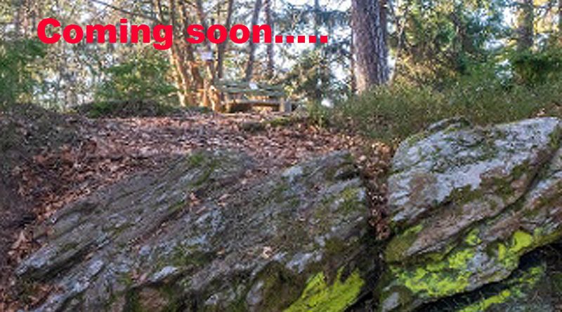 Waldstück in Viktring