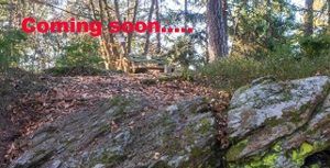 Waldstück in Viktring