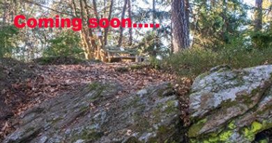 Waldstück in Viktring